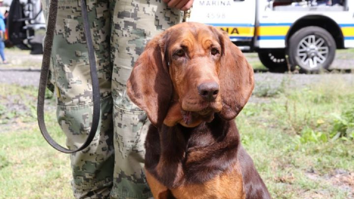 Perritos del Ejército y Marina: ¿cómo los entrenan?