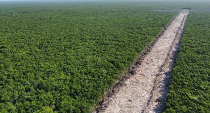 Tren Maya: Sélvame del Tren 'quemará' a AMLO y hoteleros por devastación de la selva