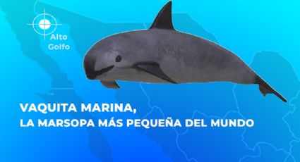 Día Mundial de la Vaquita Marina: 10 curiosidades del mamífero a punto de extinguirse