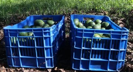 Rapiña de 'oro verde': Vuelca tráiler de aguacates en Tamaulipas y vecinos se los 'apañan'