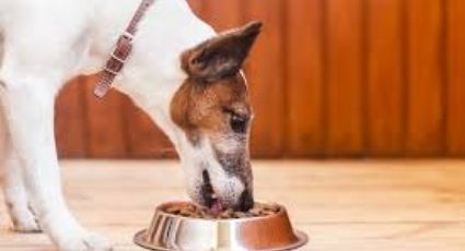 Perritos: 5 mejores alimentos para tu 'lomito' que puedes preparar fácil y rápido