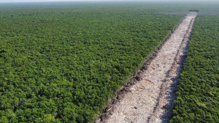 Tren Maya: Llegan "refuerzos" para seguir la obra sin permiso, acusa Selvame del Tren