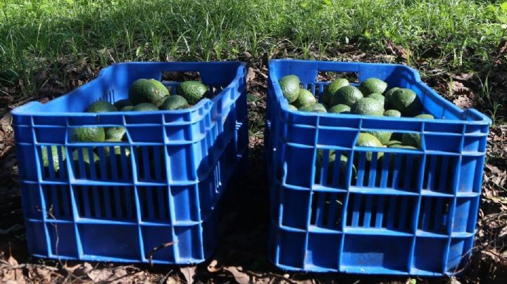 Rapiña de 'oro verde': Vuelca tráiler de aguacates en Tamaulipas y vecinos se los 'apañan'