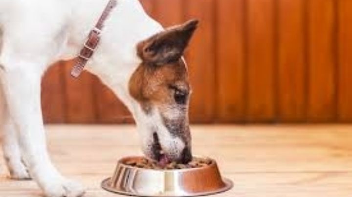 Perritos: 5 mejores alimentos para tu 'lomito' que puedes preparar fácil y rápido