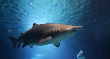 Cierran una playa de Nueva York a bañistas por avistamiento de tiburones