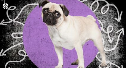 Perritos: estas son las enfermedades que pueden sufrir los pugs