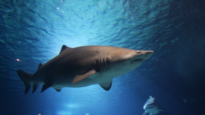 Cierran una playa de Nueva York a bañistas por avistamiento de tiburones