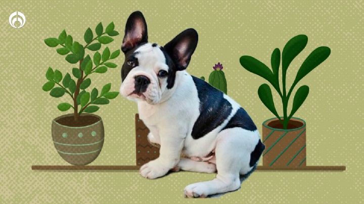 Perritos: ¡Cuidado! 5 plantas comunes pero tóxicas para tu ‘lomito’