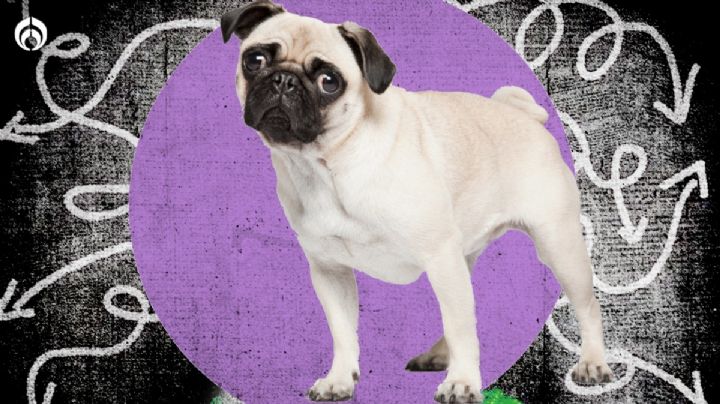 Perritos: estas son las enfermedades que pueden sufrir los pugs