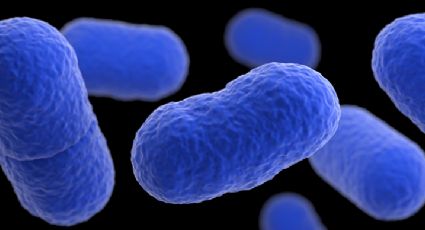 Brote de bacteria misteriosa: prende alarmas la listeria… y ya mató a una persona