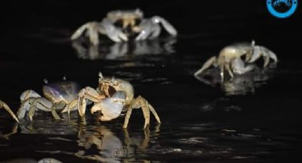 ¿Don Cangrejo eres tú? Cientos de crustáceos invaden la Riviera Veracruzana