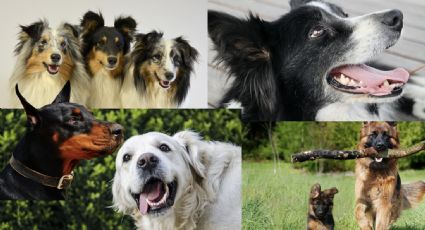 Día Mundial del Perro: Las 5 razas que aprenden más rápido