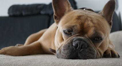 Perritos también sufren golpes de calor: estos son los síntomas y precauciones