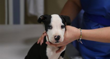 Día Mundial del Perro: 4 clínicas GRATIS para atender a tu 'lomito'