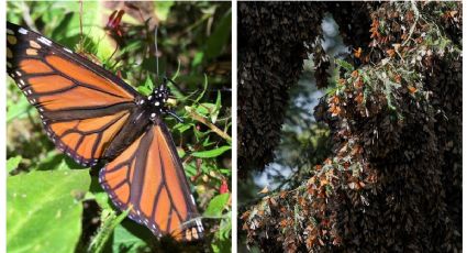 Mariposa monarca ¿desaparecerá? Entra a lista roja mundial de especies en peligro