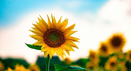 Santuario de Girasoles: ¡Aviva! de color amarillo a Tabasco