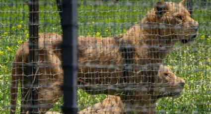 Horror en el Ajusco: 25 leones y tigres rescatados son trasladados a Puebla