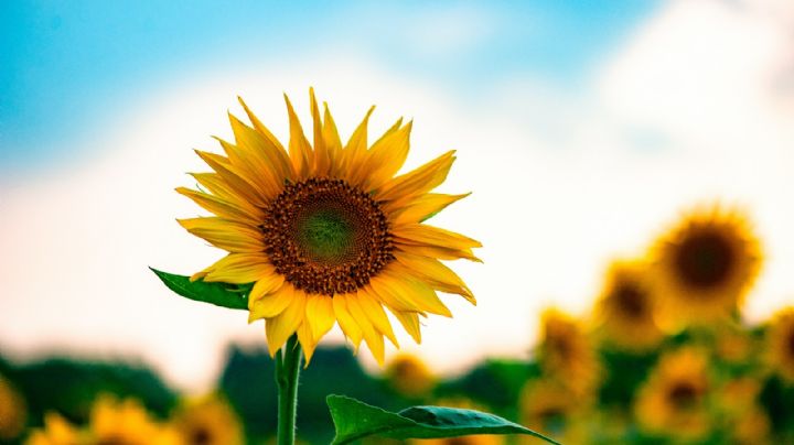 Santuario de Girasoles: ¡Aviva! de color amarillo a Tabasco