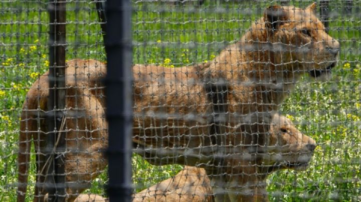 Horror en el Ajusco: 25 leones y tigres rescatados son trasladados a Puebla