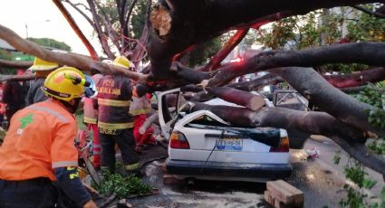 Muere hombre por la caída de 2 árboles a un vehículo en Guadalajara