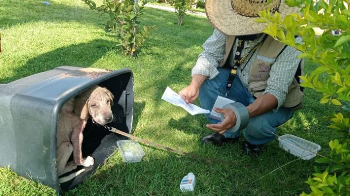 PROPAEM rescata perrito maltratado en Temixco