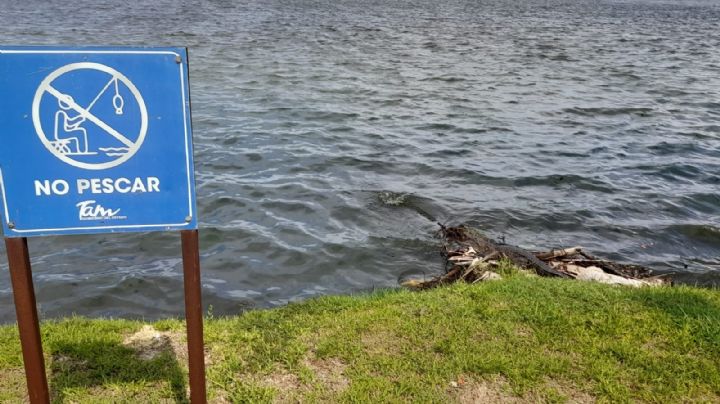 Piden precaución ante el inicio de temporada de cortejo, apareamiento y anidación de cocodrilos