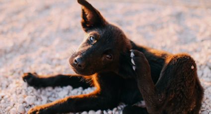 Perritos: así puedes cuidarlos de las pulgas y las garrapatas