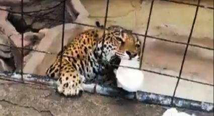 ¡Todo por una foto! Jaguar ataca a niño en zoológico de Guanajuato (VIDEO)