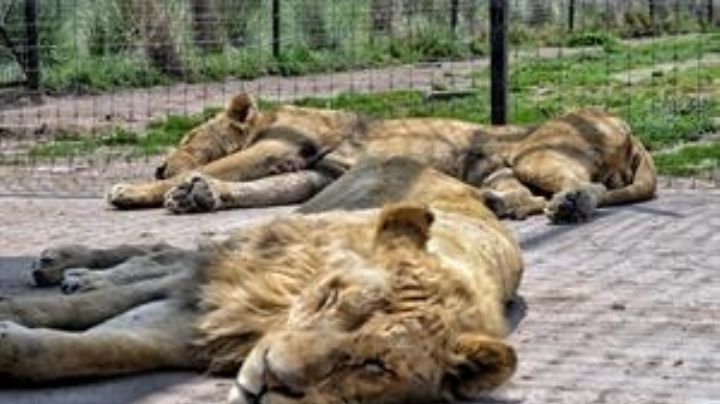 Docena de felinos que sufrían maltrato llegan a reserva de Africam Safari, en Puebla