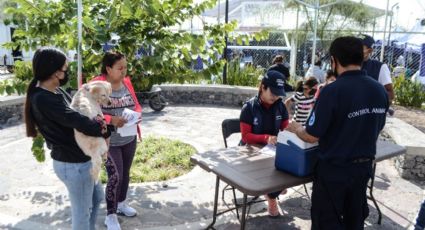 Esterilizaciones de perros y gatos al por mayor en menos de tres años