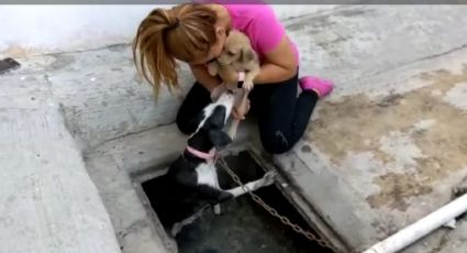 Después de meses atrapados en un dren pluvial fueron rescatados una perrita y su cachorro