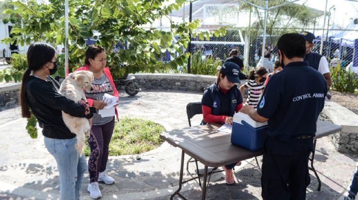 Esterilizaciones de perros y gatos al por mayor en menos de tres años