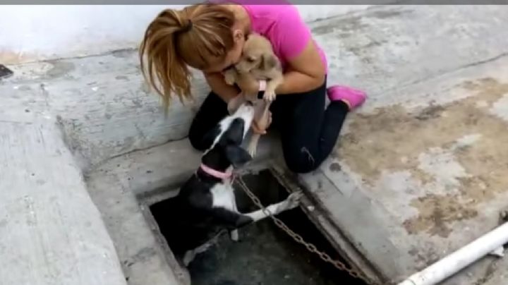 Después de meses atrapados en un dren pluvial fueron rescatados una perrita y su cachorro