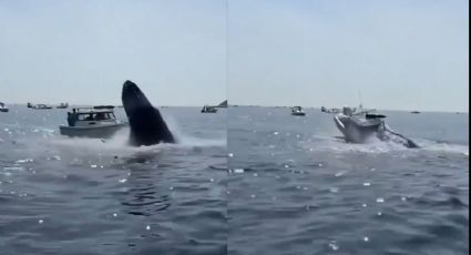 (VIDEO) Ballena salta y 'aterriza' sobre bote que casi hunde en Massachusetts