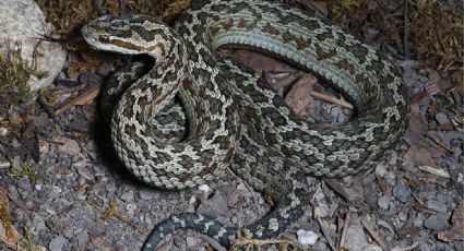 Hallan nueva especie de víbora venenosa capaz de causar parálisis: ¿en dónde habita?