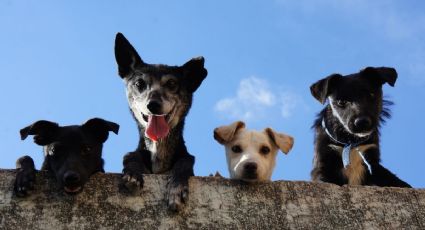 Perritos: ¿por qué surgió el nombre Firulais? Esta es la sorprendente historia