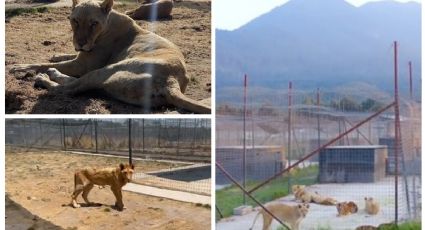 Horror en el Ajusco: denuncian abandono y muerte de tigres, leones y felinos