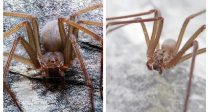 Araña violinista: 5 señales de que puede estar en tu casa