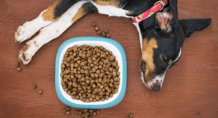 Perritos: los 5 peores alimentos y croquetas que les puedes dar