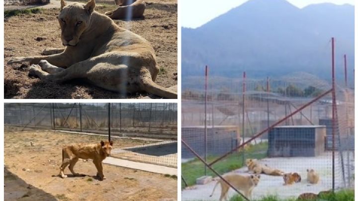 Horror en el Ajusco: denuncian abandono y muerte de tigres, leones y felinos