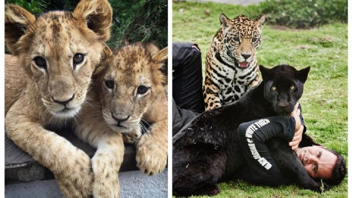 Black Jaguar White Tiger: ¿Qué experiencia vende la asociación señalada de maltrato animal?