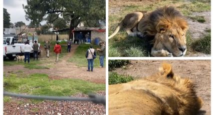 Horror en el Ajusco: veterinarios atienden a 100 felinos; irán a zoológico para recuperación