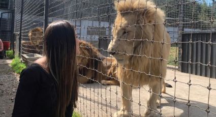 Black Jaguar-White Tiger: Rescato animales, no los exhibo bonitos, dice fundador