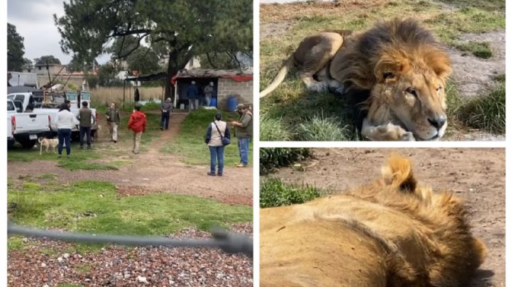 Horror en el Ajusco: veterinarios atienden a 100 felinos; irán a zoológico para recuperación