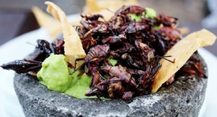 ¿Los grillos caseros se pueden comer como los chapulines?