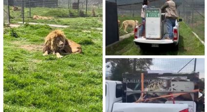 El final de Black Jaguar-White Tiger: Inician traslado de felinos; cuatro van Chapultepec