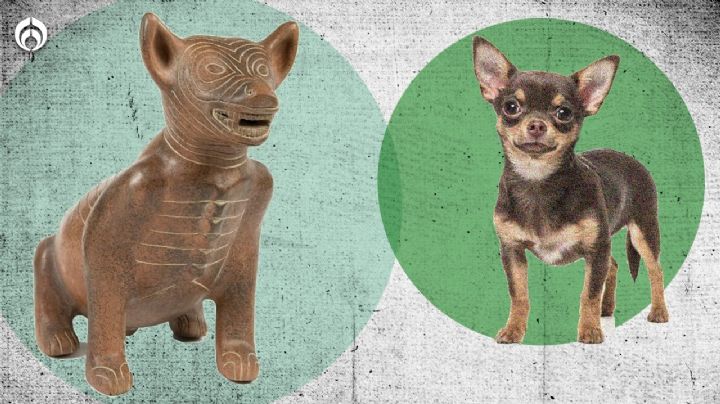 Perritos: ¿cuál es la raza mexicana que se extinguió y cómo era?