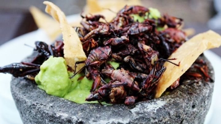 ¿Los grillos caseros se pueden comer como los chapulines?