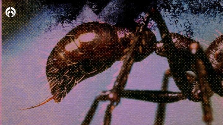 Araña Violinista: las 5 mordeduras de insectos más dolorosas y peligrosas