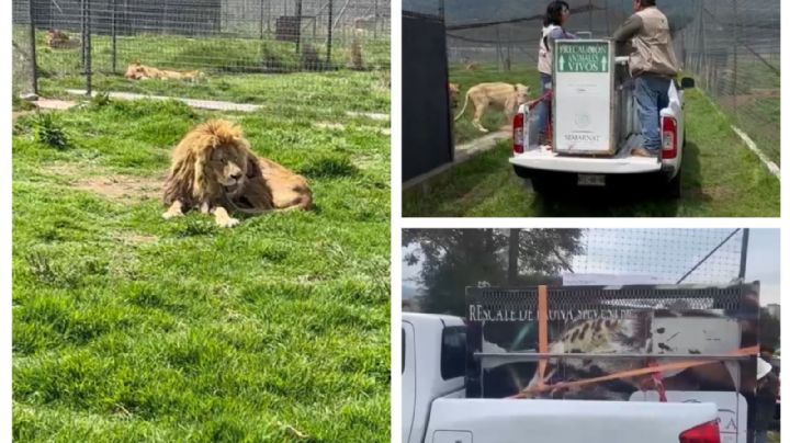 El final de Black Jaguar-White Tiger: Inician traslado de felinos; cuatro van Chapultepec